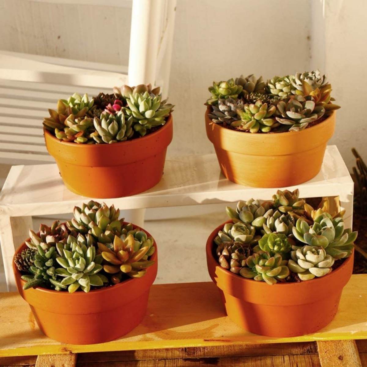 6 PCS Terracotta Buld Pots 3.5 - огляд і ціна Aloe Vera Pot