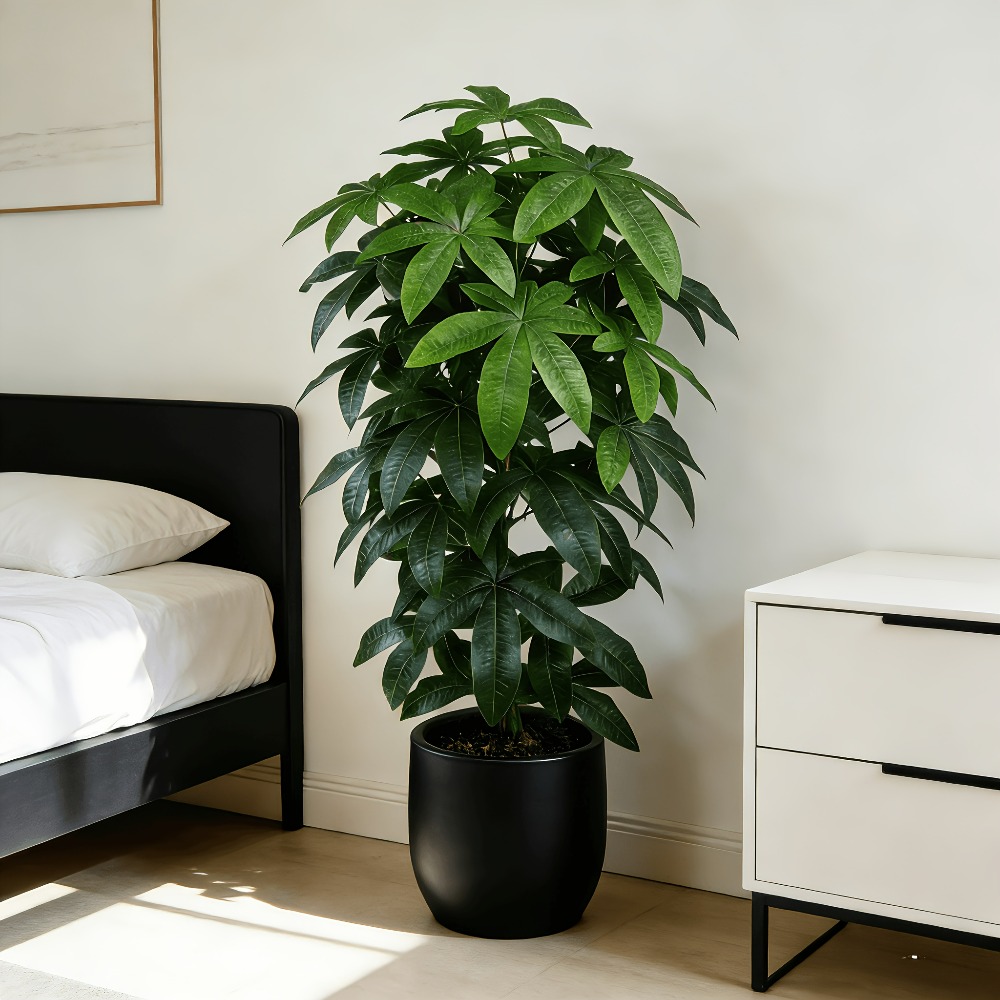 An Artificial Money Tree Pachi - огляд і ціна Dracaena Marginata